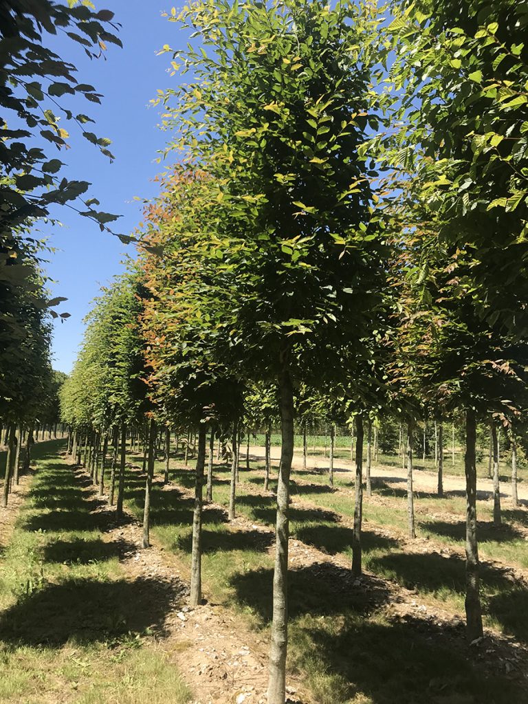 Carpinus betulus rideau 25-30 Pépinières de Tortefontaine Pas de Calais HDF