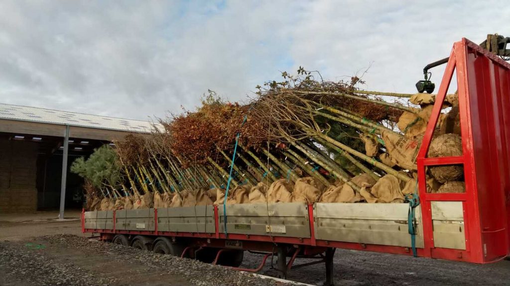 La livraison par camion Transport d'arbres par la Pépinière de Tortefontaine Pas de Calais Hauts de France
