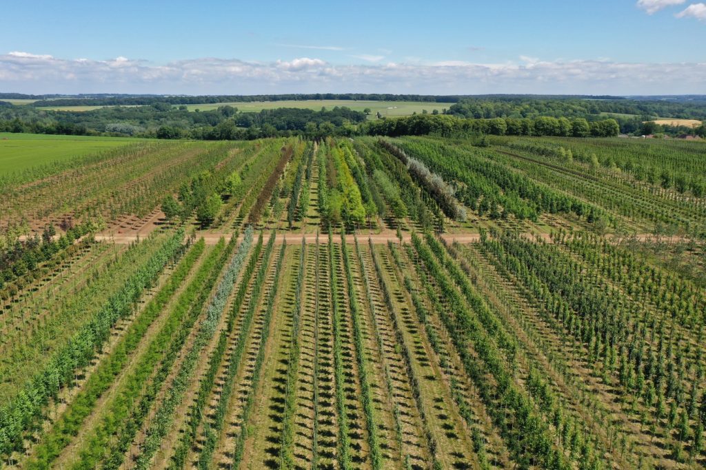 Pépinière de Tortefontaine Pas de Calais Hauts de France, Production française d'arbres tiges, conifères et cépées
