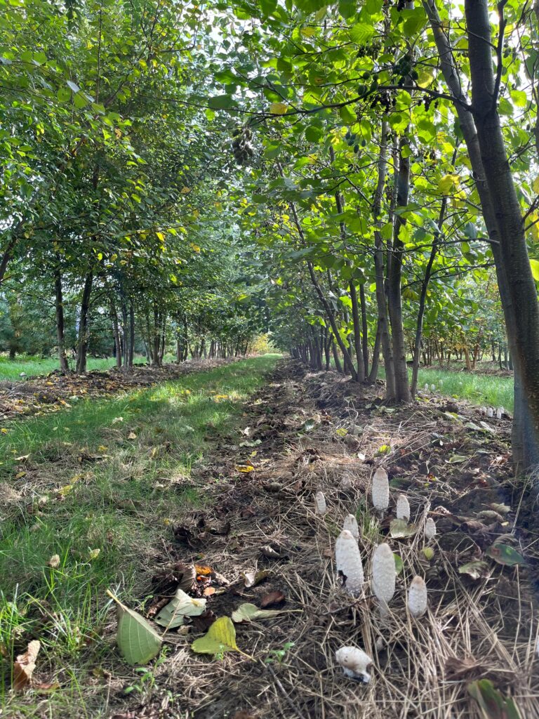 Les mycorhizes le vrai du faux ! Production Pépinière de Tortefontaine Pas de Calais Hauts de France, Production française d'arbres tiges, conifères et cépées