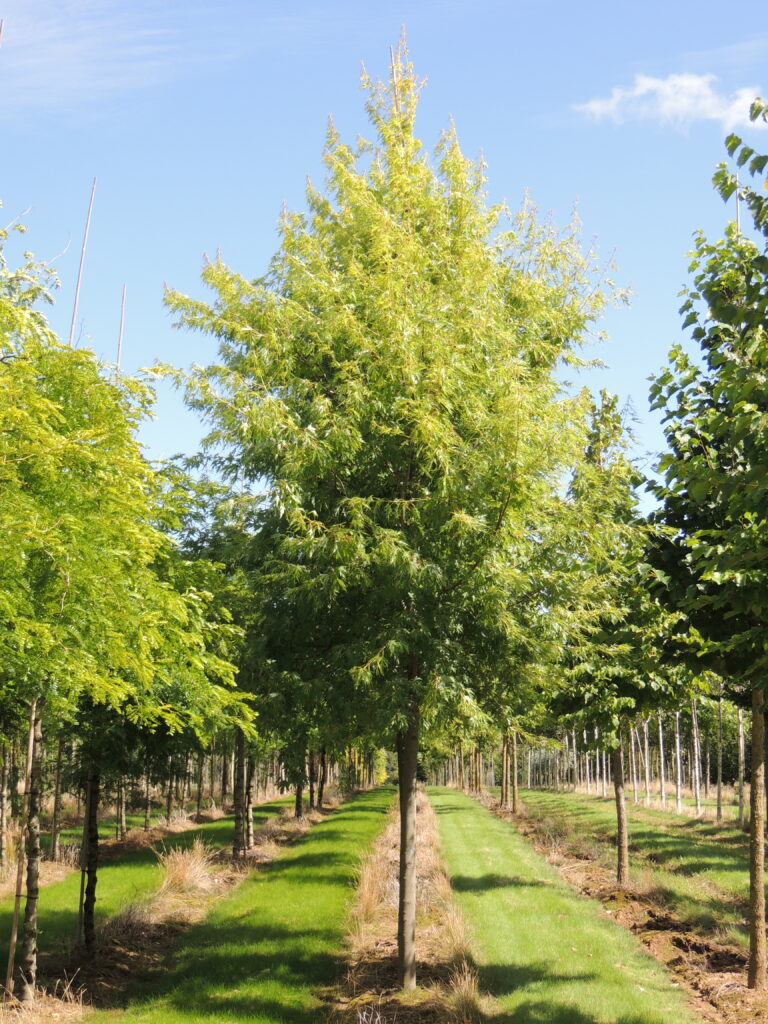 Acer saccharinum 'Born's Gracious' tige 30-35 Pépinière de Tortefontaine Pas de Calais HDF