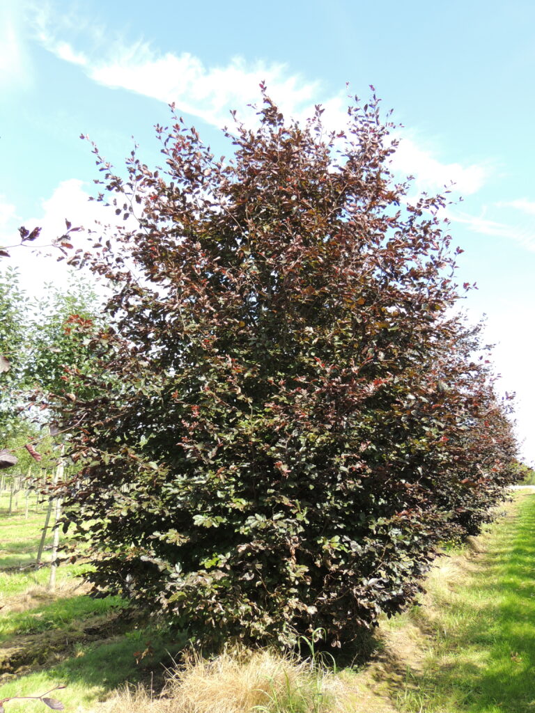 Fagus sylvatica 'Atropunicea' TBB Branchu de base 30-35 Pépinière de Tortefontaine Pas de Calais HDF