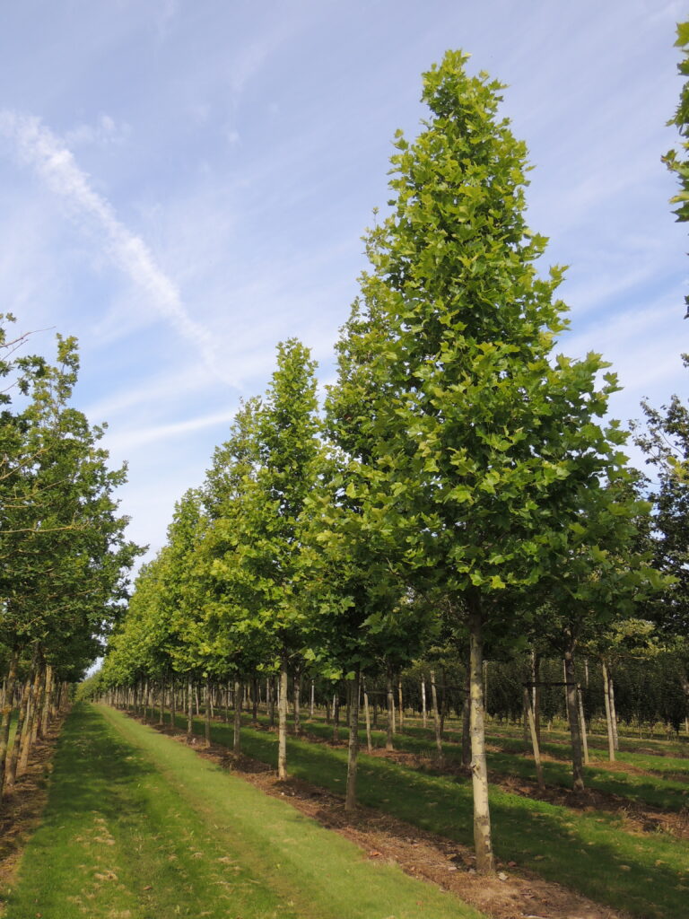 Platanus acerifolia 'Malburg' tige 40-45 Pépinière de Tortefontaine Pas de Calais HDF