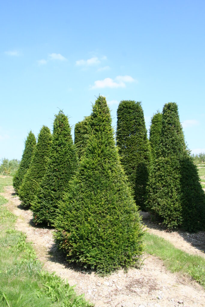 Taxus baccata cône 250-300 Pépinière de Tortefontaine Pas de Calais Hauts de France