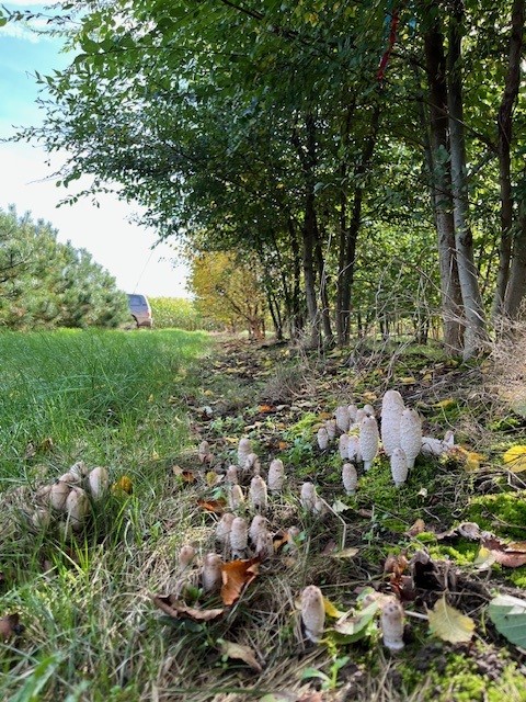 Les mycorhizes le vrai du faux ! Production Pépinière de Tortefontaine Pas de Calais HDF