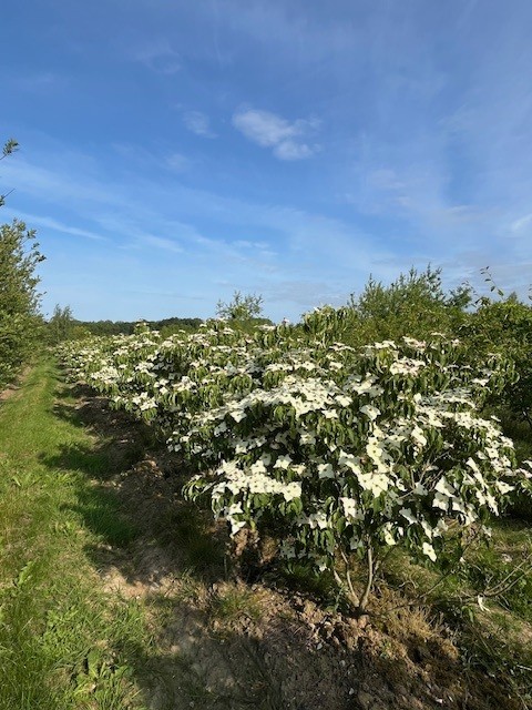 Cornus mas cépée 150-200 Pépinière de Tortefontaine Pas de Calais HDF