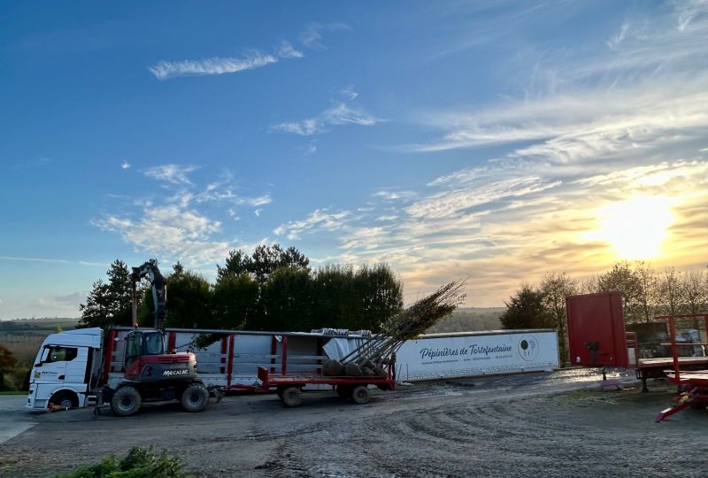 Chargement camion d'arbres pour livraison en France et en Europe Pépinière française de Tortefontaine Pas de Calais HDF
