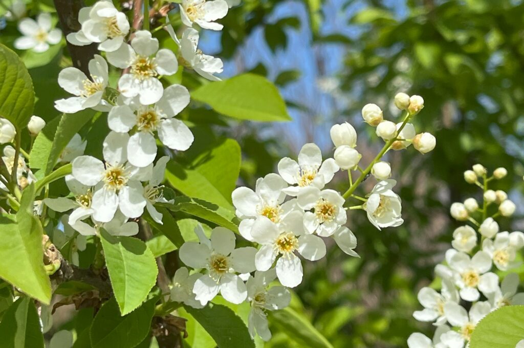 Prunus padus en fleurs Plante bleue Pépinière de Tortefontaine Pas de Calais HDF