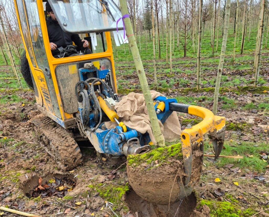 Arrachage des arbres tiges Pépinière de Tortefontaine Pas de Calais Hauts de France