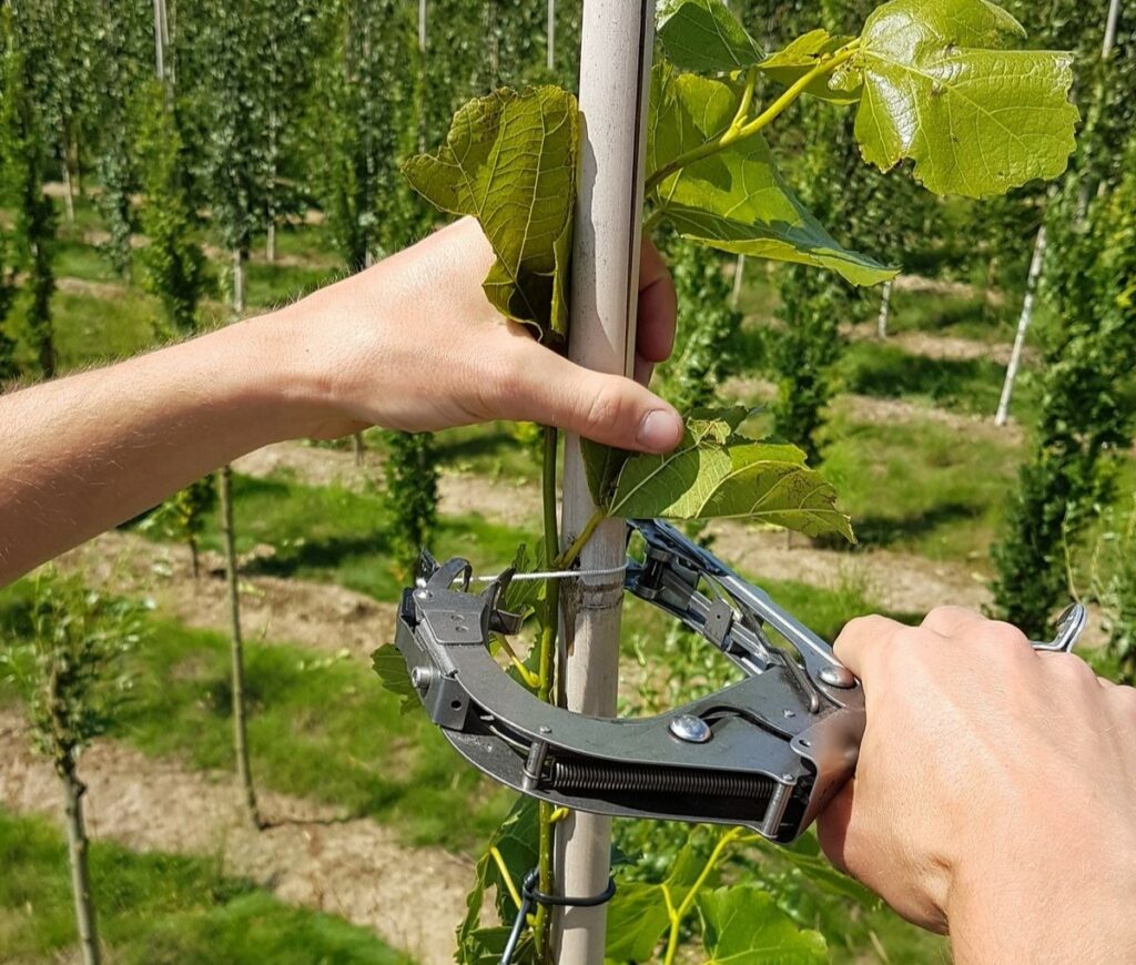 Le fléchage des arbres tiges dans la Pépinière de Tortefontaine Pas de Calais Hauts de France