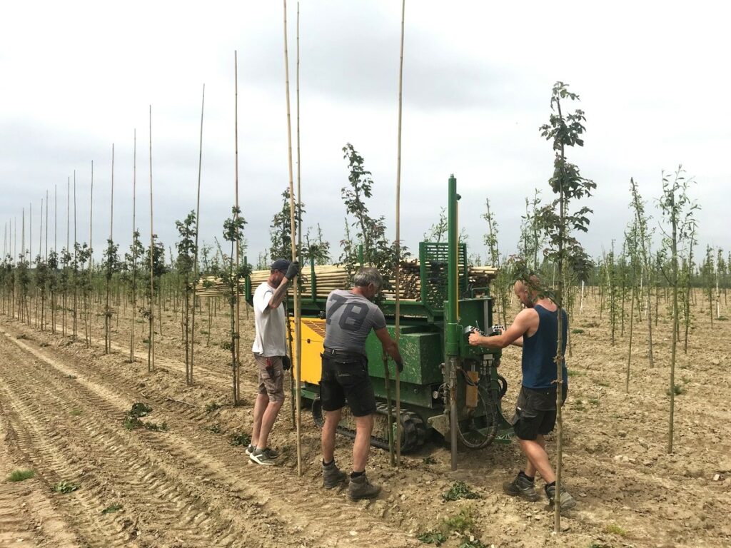 Le tuteurage des arbres tiges dans la Pépinière de Tortefontaine Pas de Calais Hauts de France