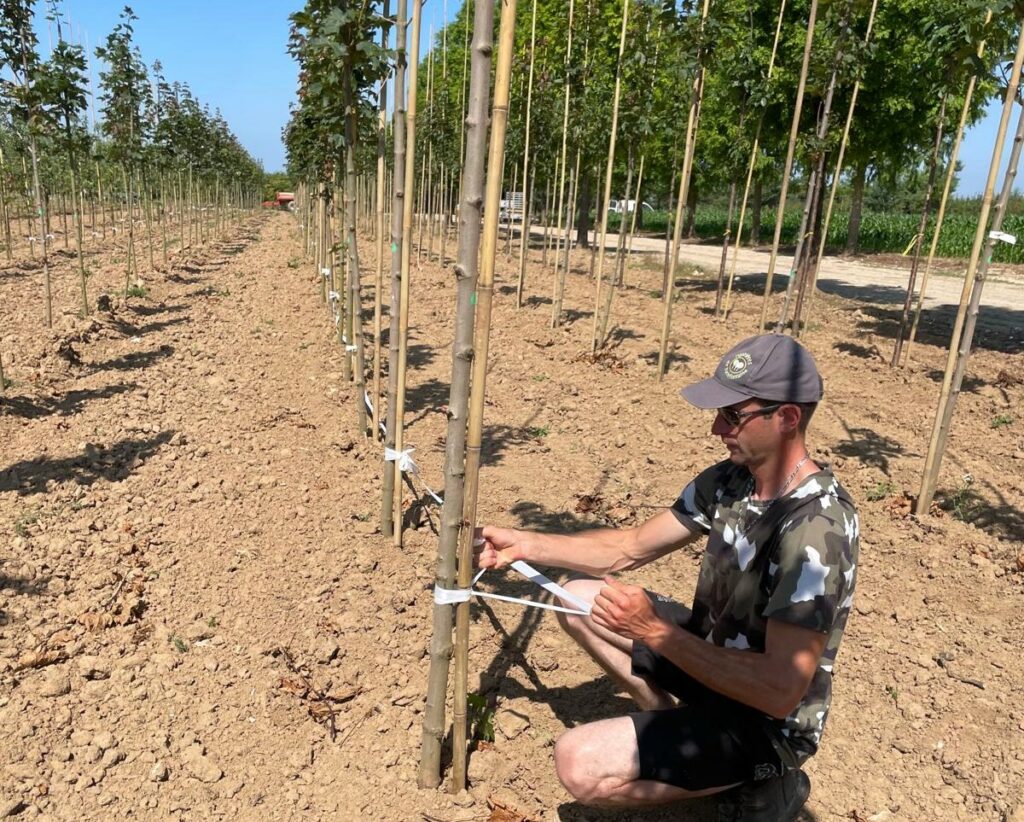 Liage de l'arbre à son tuteur dans la Pépinière de Tortefontaine Pas de Calais Hauts de France