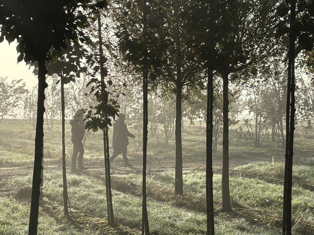 Les marquages en Pépinière de Tortefontaine Pas de Calais Hauts de France