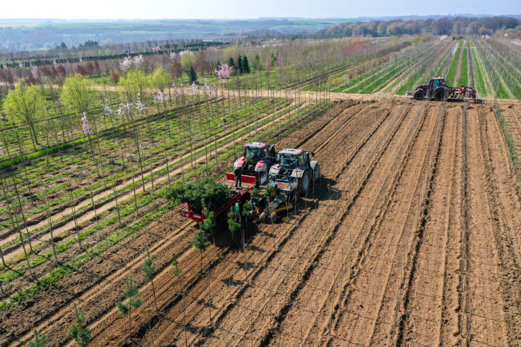 La plantation des jeunes plants d'arbres tiges Pépinière de Tortefontaine Pas de Calais Hauts de France