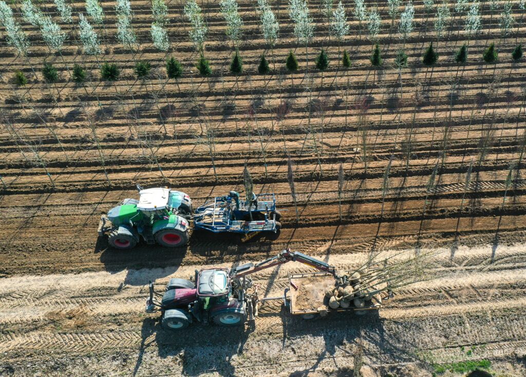 La transplantation des arbres tiges en Pépinière de Tortefontaine Pas de Calais Hauts de France