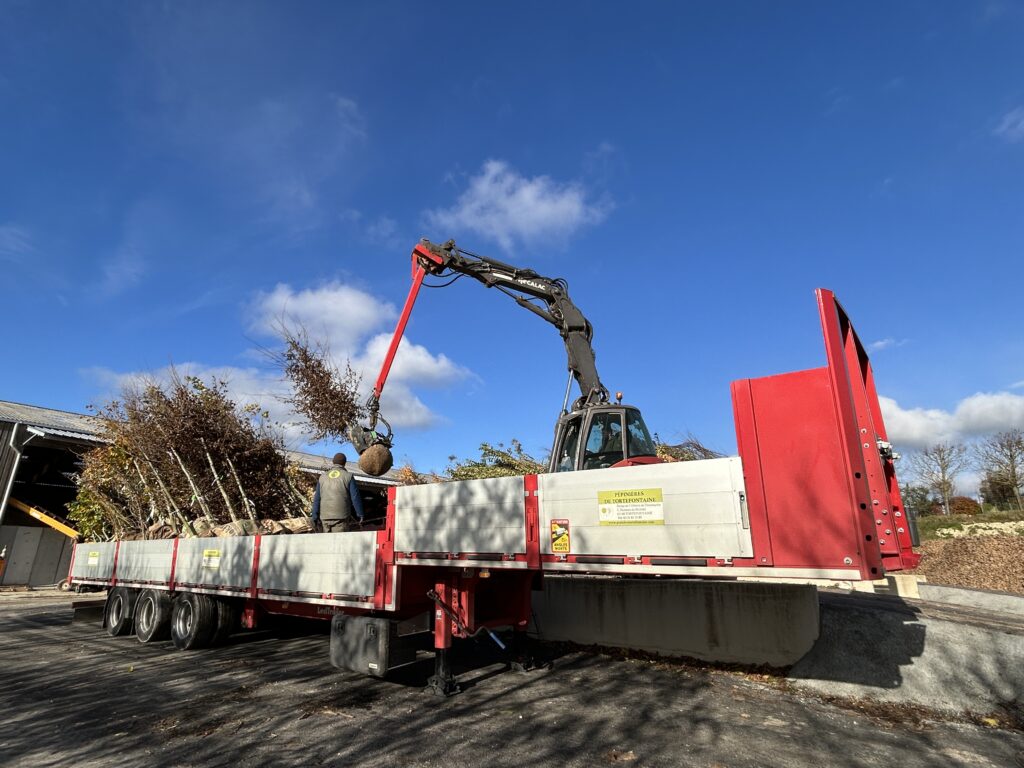 Chargement des arbres tiges en mottes grillagées Pépinière de Tortefontaine Pas de Calais Hauts de France