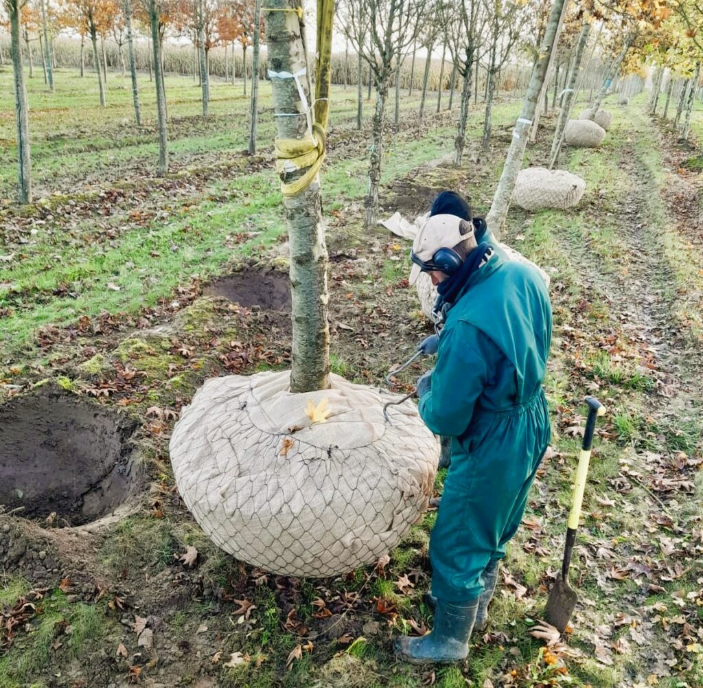 Mise en motte grillagée avec tontine aux Pépinière de Tortefontaine Pas de Calais