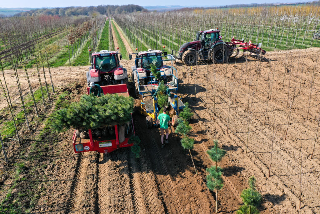 La plantation des arbres tiges par les ouvriers pépiniéristes polyvalents