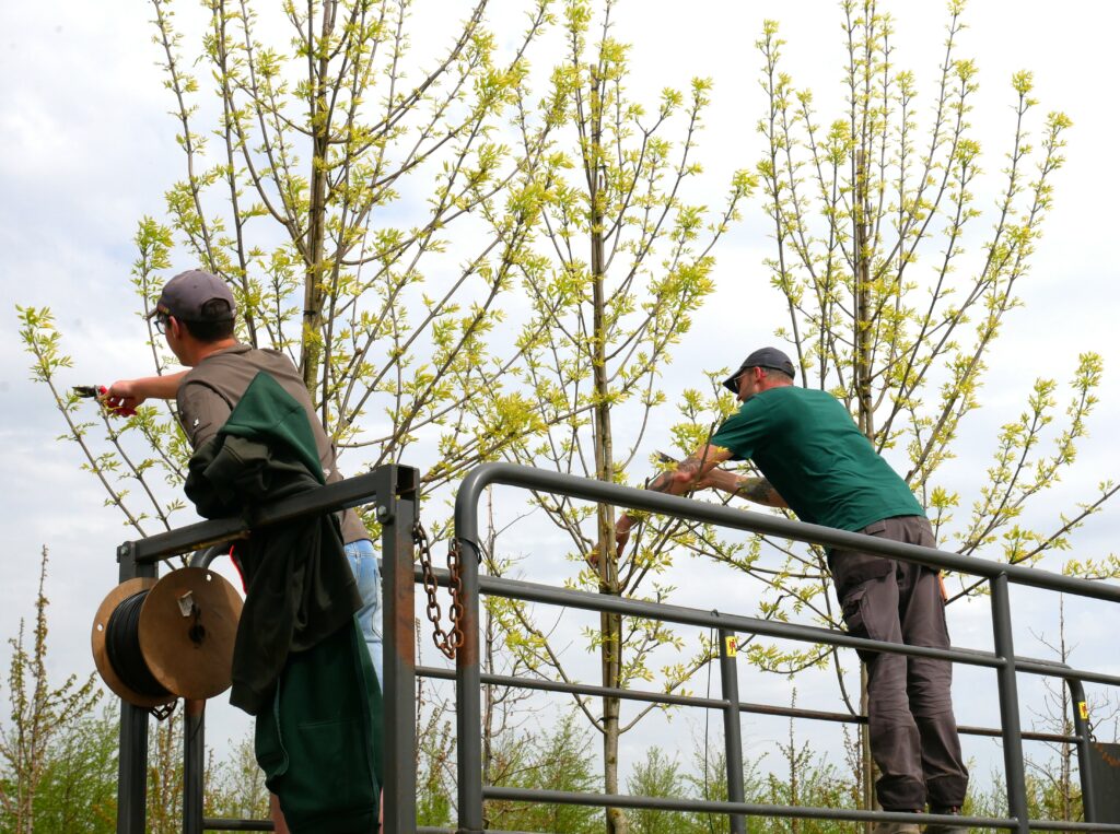 La taille des arbres tiges dans la Pépinière de Tortefontaine Pas de Calais Hauts de France, Production française d'arbres tiges, conifères et cépées