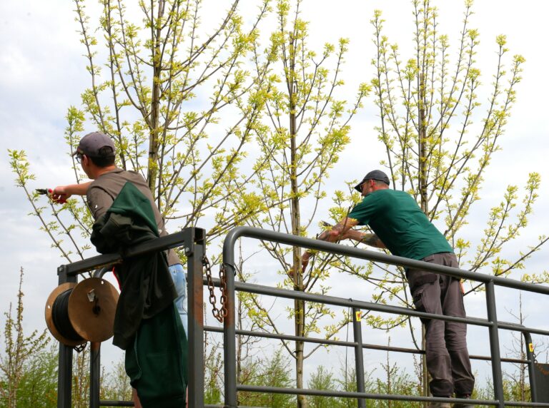 La taille des arbres tiges dans la Pépinière de Tortefontaine Pas de Calais Hauts de France, Production française d'arbres tiges, conifères et cépées