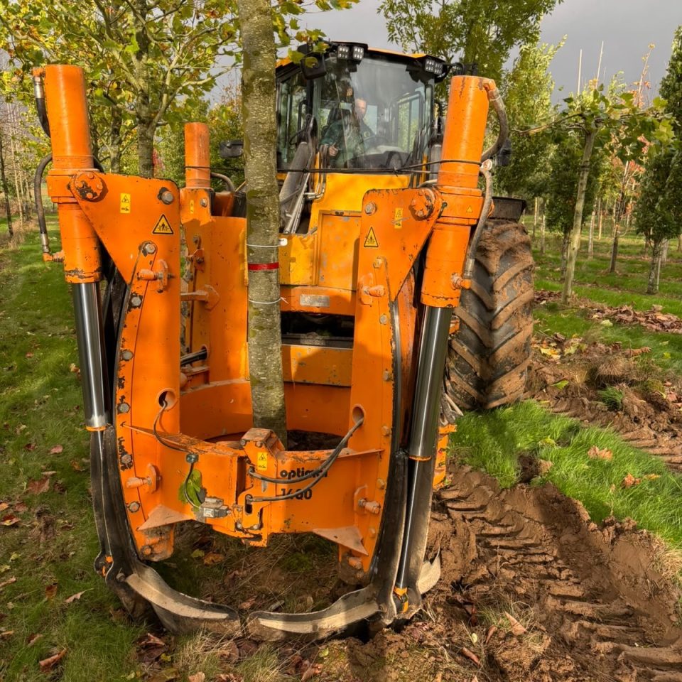Arrachage des gros arbres tiges Pépinière de Tortefontaine Pas de Calais Hauts de France, Production française d'arbres tiges, conifères et cépées