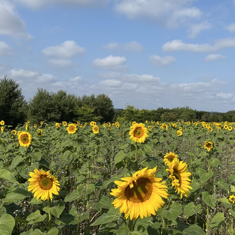 Tournesols Amendements Biodiversité Composts Pépinière de Tortefontaine Pas de Calais Hauts de France